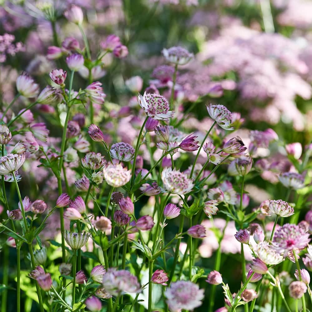 Astrantia Major Roma Blom Plants